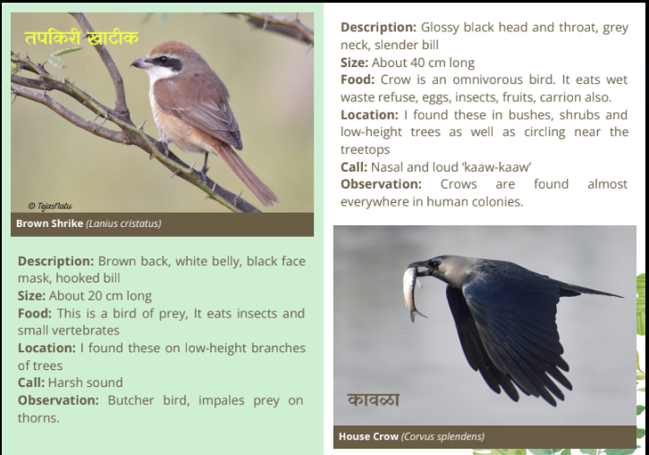 seed classification 4
